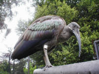 Ibis hadega si sedl na vchodovou konstrukci v Arelu ptk