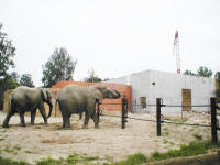 Nov paviln slon u se rsuje, prv probh pravideln cvien slon