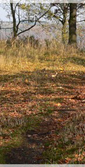 P1810805pan_04.jpg, 18 kB