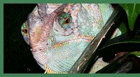 chameleon_jemensky.gif, 15 kB