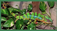 chameleon_pardali.gif, 54kB