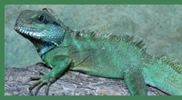 leguan_zeleny.gif, 17 kB