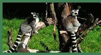 lemurkata.gif, 25 kB