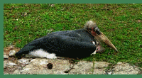 marabu.gif, 25 kB