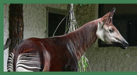 okapi.gif, 18 kB