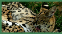 serval.gif, 25 kB