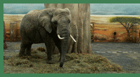 slonafricky.gif, 25 kB