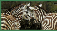 zebrabohmova.gif, 18 kB