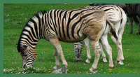 zebradamarska.gif, 21 kB