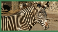 zebragrevyho.gif, 21 kB